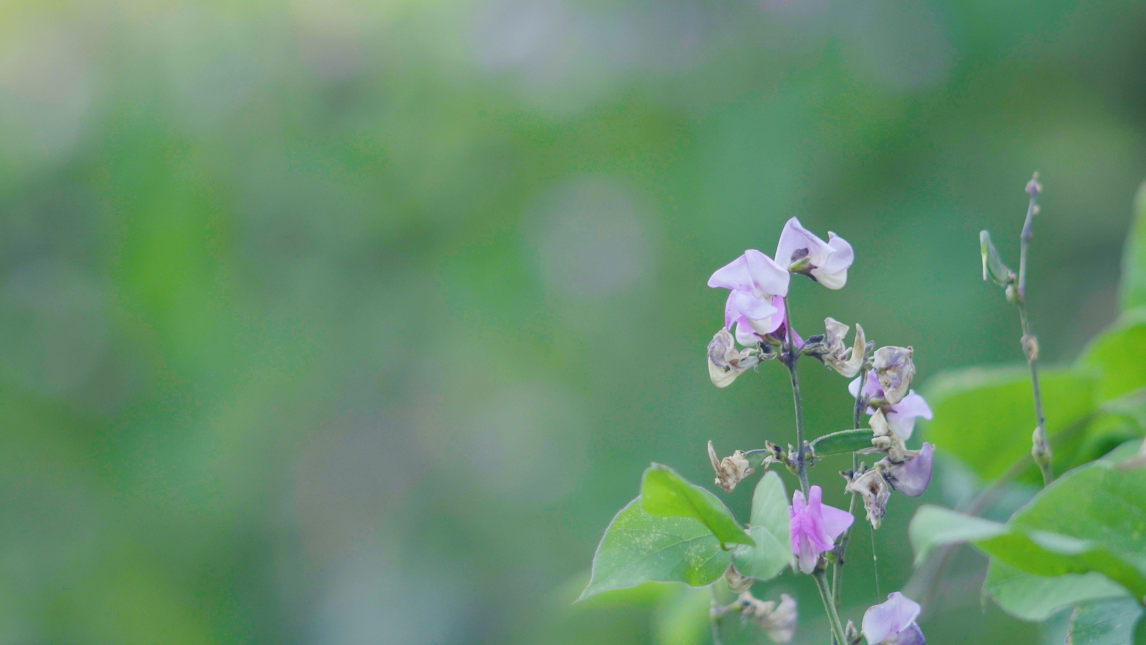 4k风中摇曳的唯美紫色花朵花儿夏天夏季夏日自然风景视频的预览图