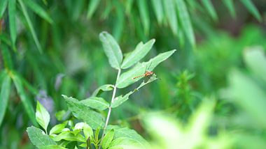 4k实拍夏日停靠在绿树上的蜻蜓夏季夏日夏天风景自然风景视频的预览图