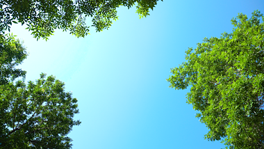 4K唯美树下蓝色天空阳光穿过树叶光晕视频的预览图