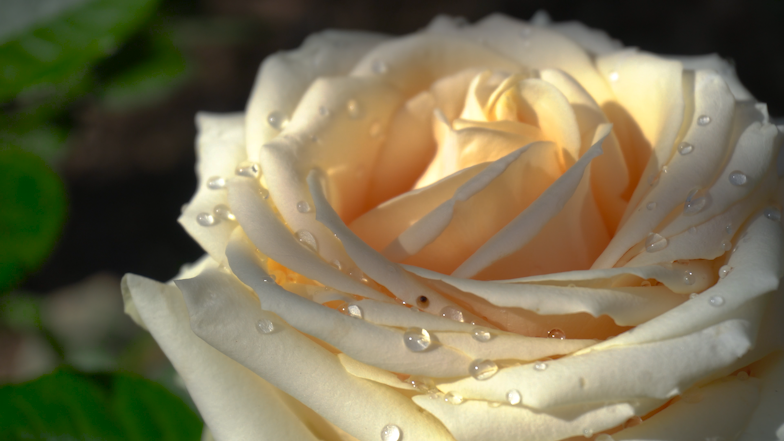 4K花园金色玫瑰花特写花朵唯美空镜头视频的预览图