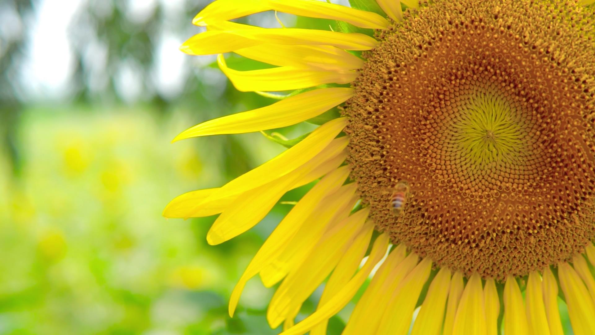 4K夏日清新向日葵上小蜜蜂采蜜自然风景视频的预览图