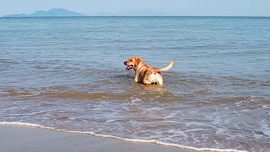 4K实拍宠物狗海边戏水视频的预览图