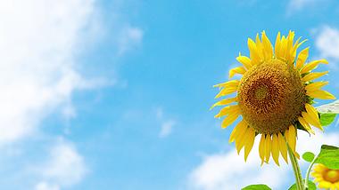 4K唯美夏天蓝天下的向日葵花朵自然风景空镜视频的预览图