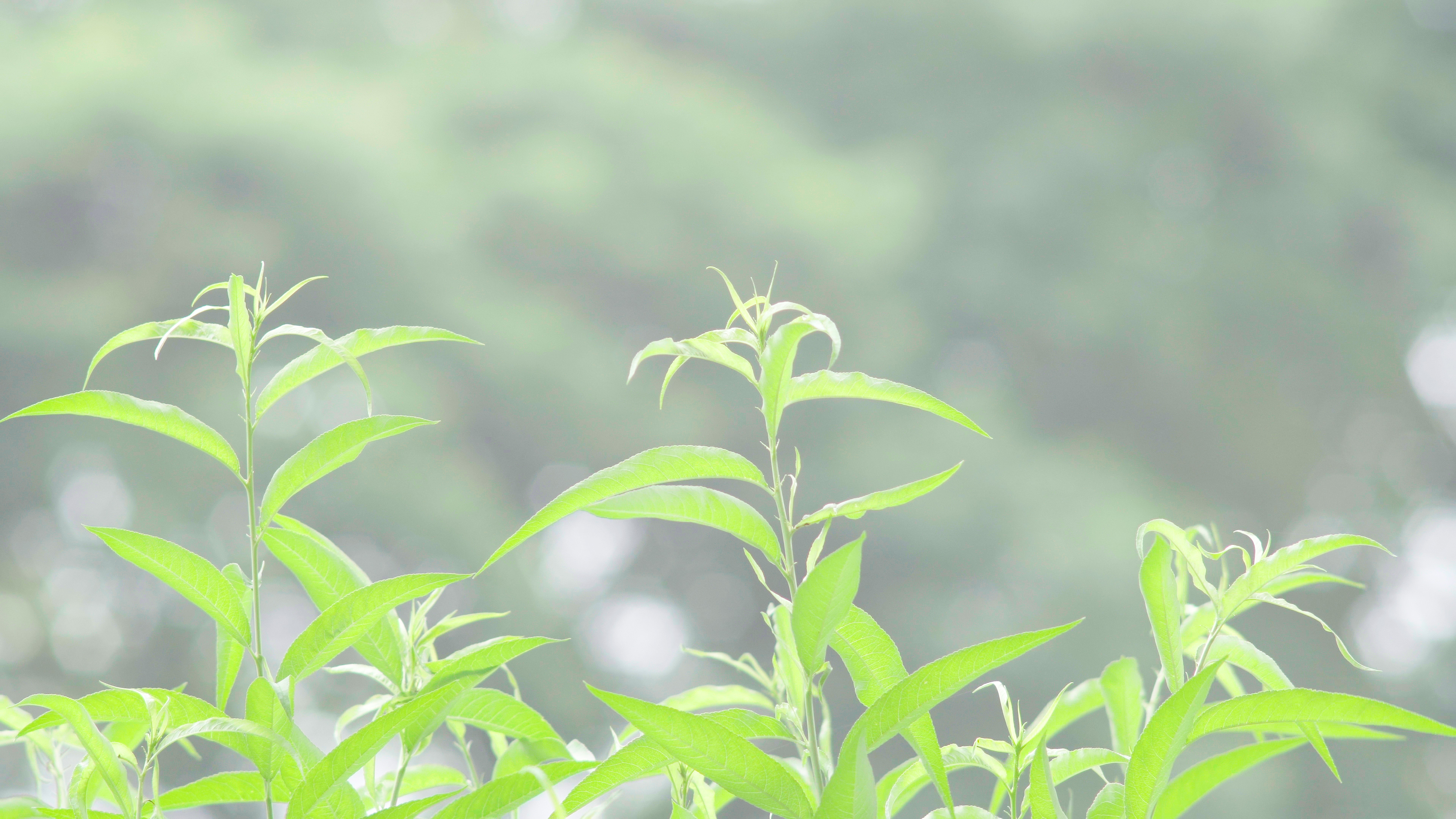 4k桃花树嫩芽唯美意境空镜夏季夏日夏天风景自然风景视频的预览图