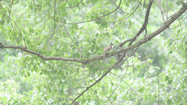4k树枝上休憩的美丽小鸟夏季夏日夏天风景自然风景意境空境视频的预览图