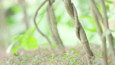 4k实拍丛林森林藤条树木意境空镜自然风景视频的预览图