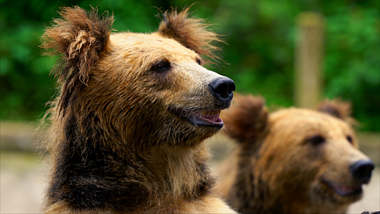 4K拍摄修文森林公园动物棕熊大熊视频的预览图