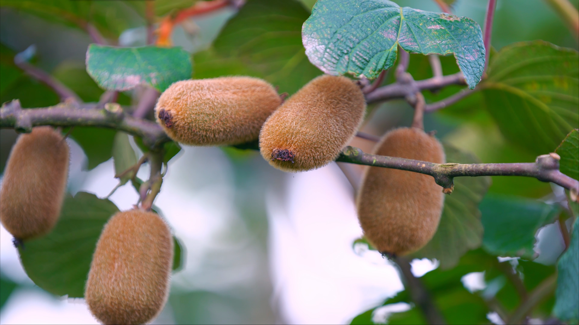 4K拍摄种植基地猕猴桃树果实视频的预览图