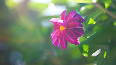 4k实拍唯美夏日风光阳光下的花朵植物夏季夏天风景自然风景视频的预览图