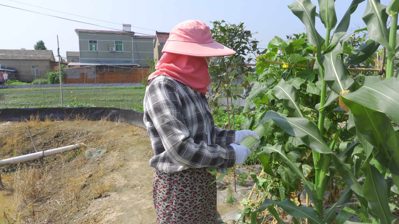 4k实拍妇女农村田园摘菜视频的预览图