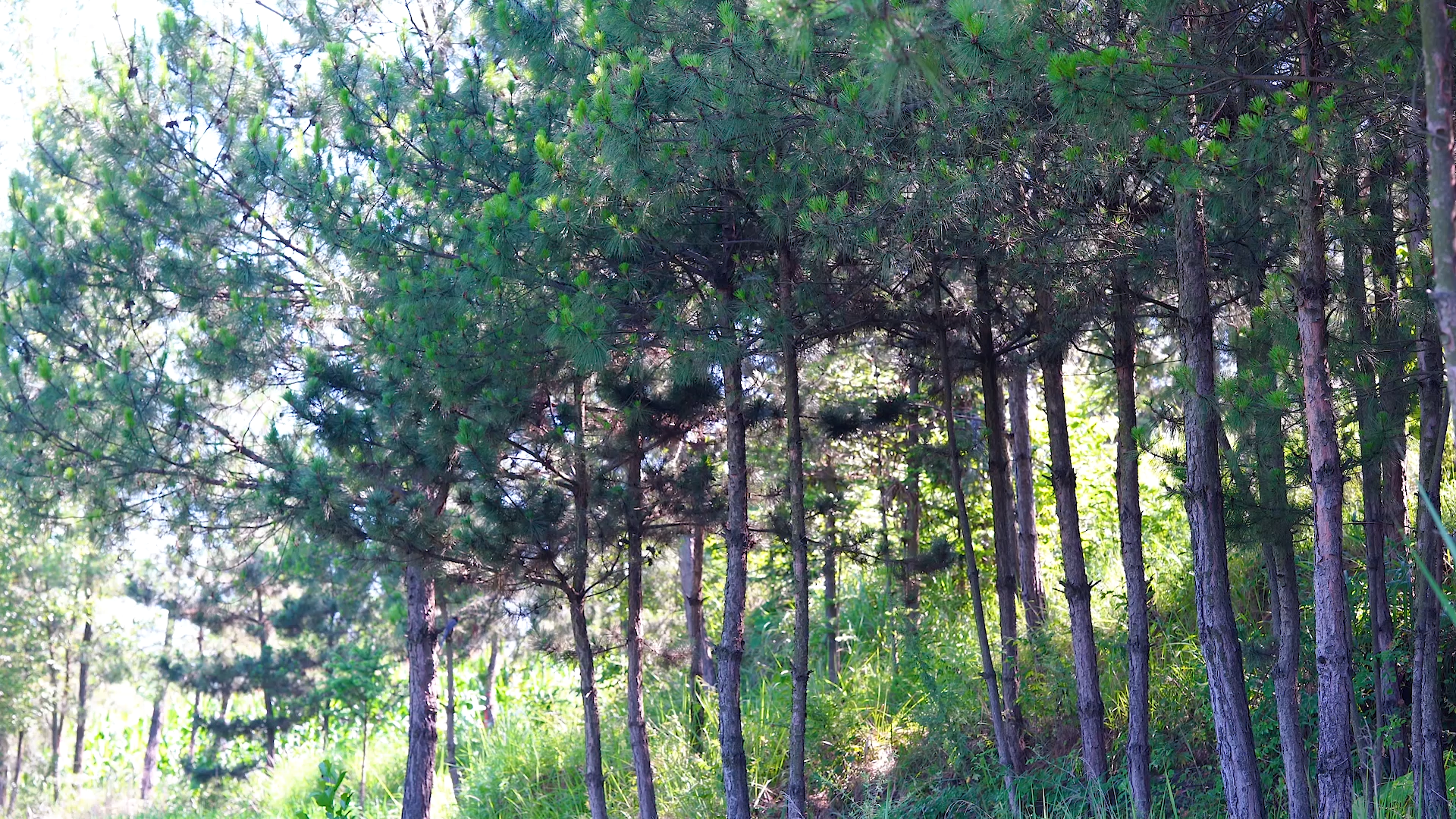 4k实拍夏日风光树林风光森林风光自然风景农村乡村风景视频的预览图