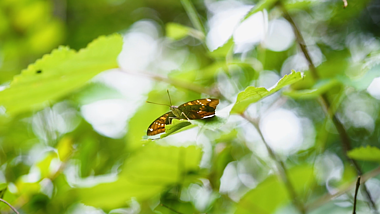 4k实拍夏日意境阳光下树叶上的蝴蝶夏季夏天风景自然风景视频的预览图
