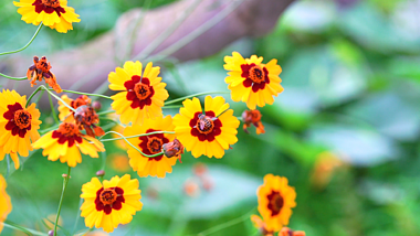 4k实拍夏日唯美小邹菊上的蜜蜂意境夏季夏天风景自然风景视频的预览图