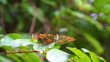 4k实拍唯美意境树叶上的蝴蝶夏季夏天风景自然风景视频的预览图