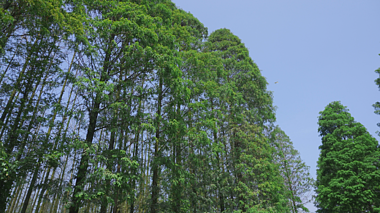 4k农村空镜仰拍树林风景视频的预览图