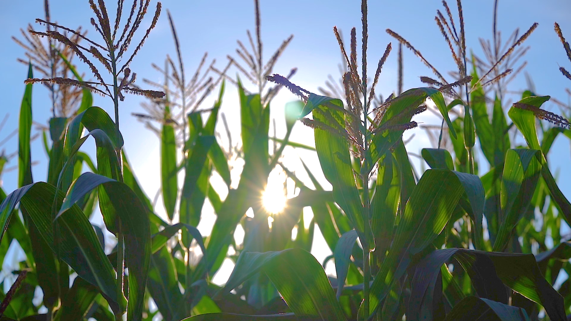 4k实拍唯美夏日风光阳光透过玉米地农村乡村风景风光视频的预览图