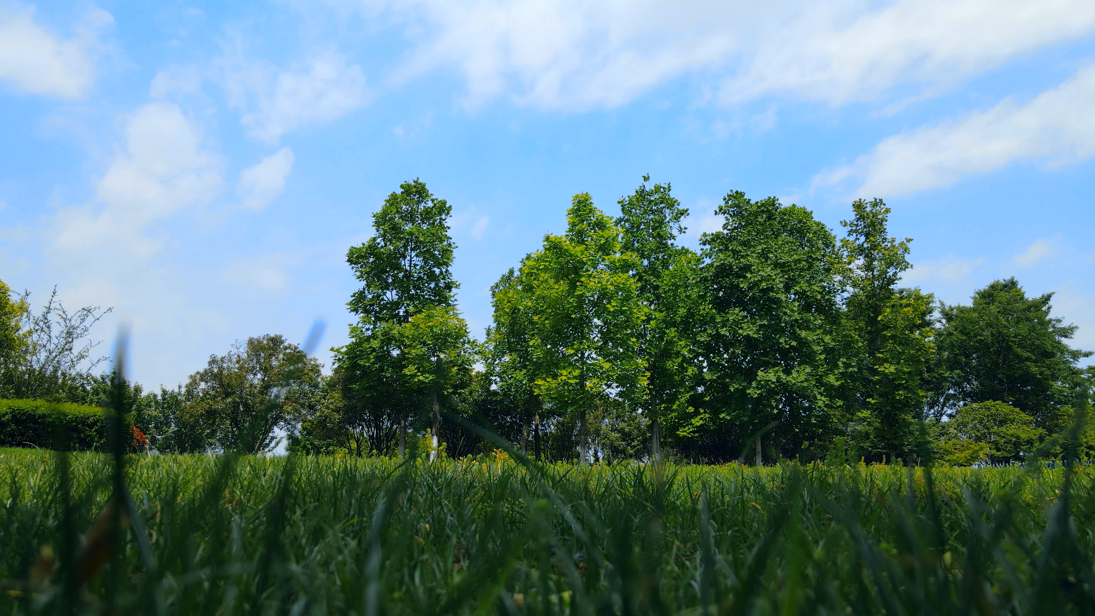 4K实拍夏季草丛仰望蓝天白云树林视频的预览图