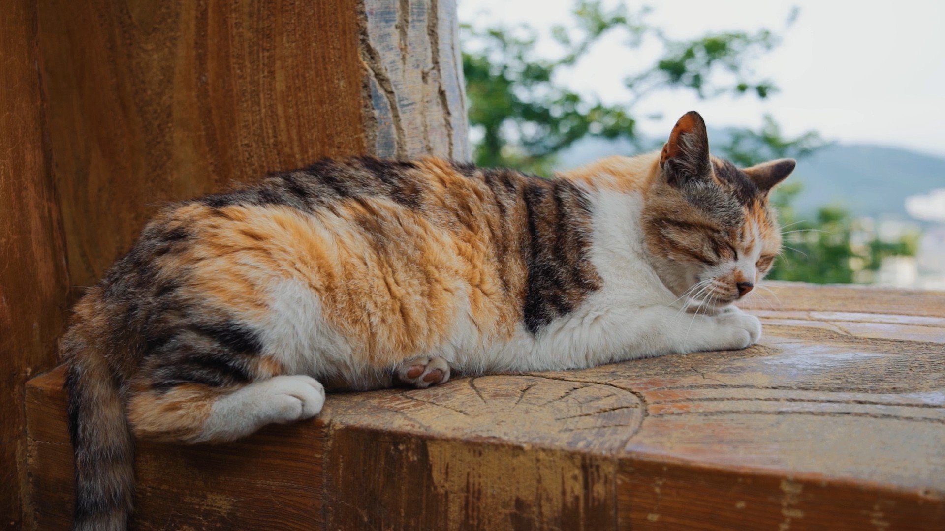 1080p可爱小猫咪休息眨眼小动物实拍视频的预览图