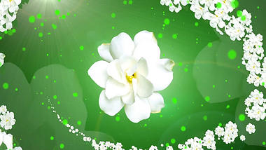 绿色茉莉花背景视频动态视频背景视频的预览图