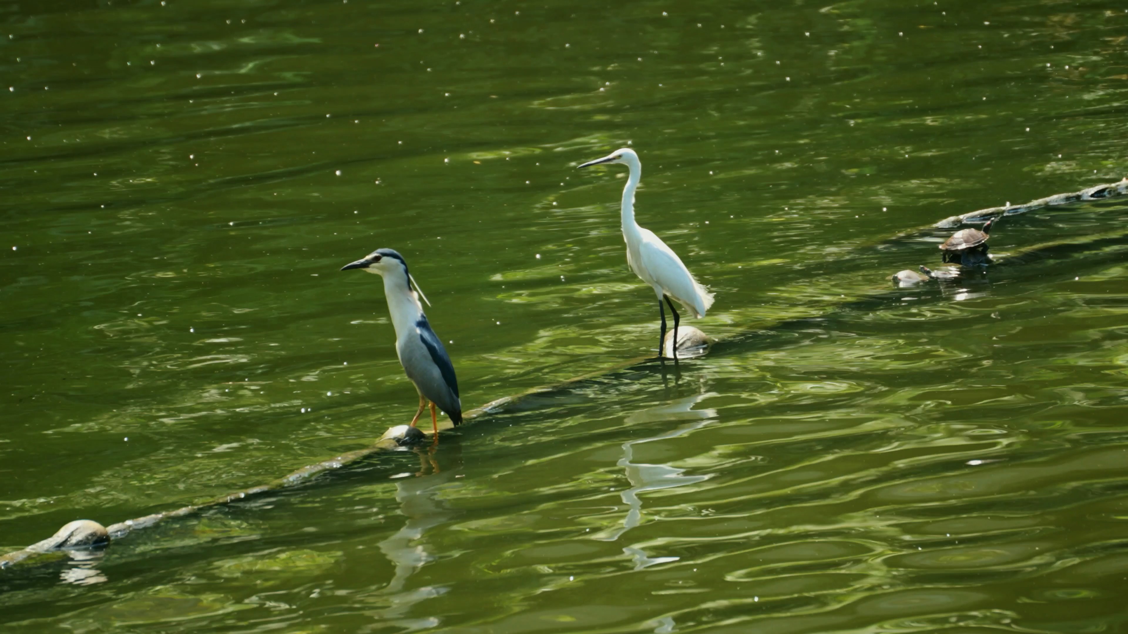 4k鸟儿停留在湖水上大自然鸟类实拍视频的预览图