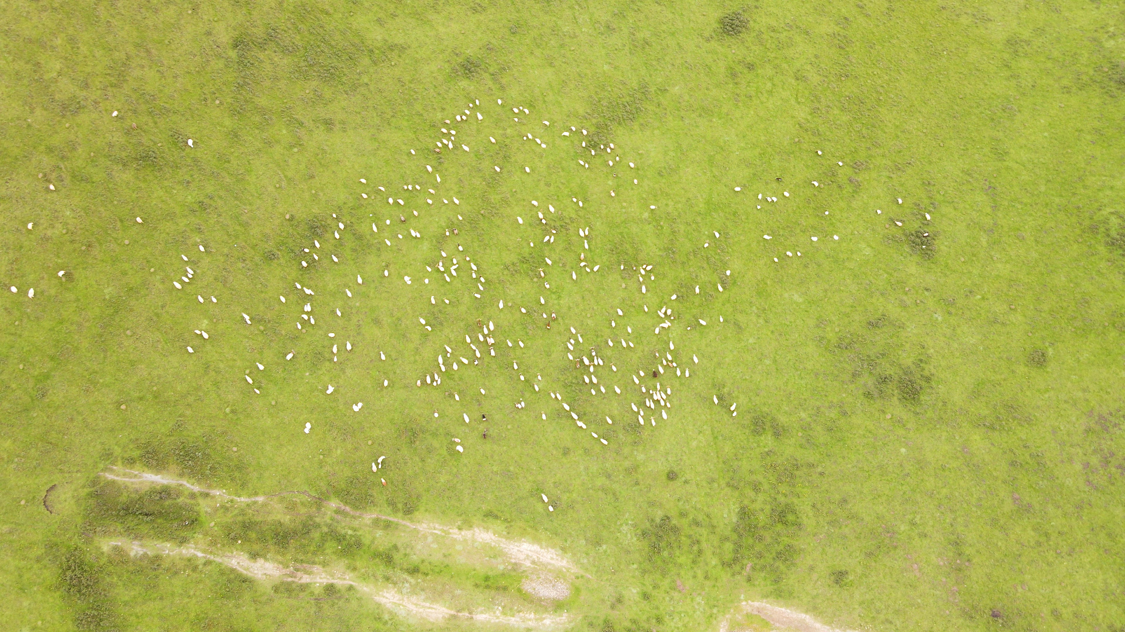 海西山坡草原羊群4K航拍视频的预览图