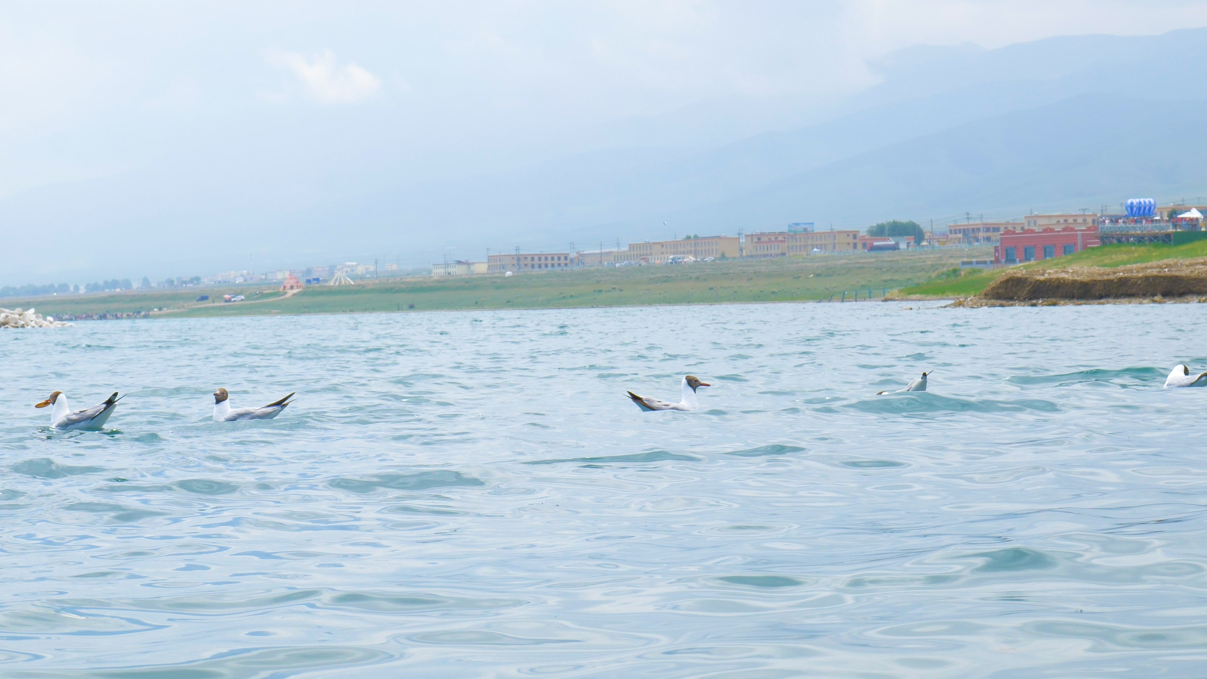 风景青海湖海鸥候鸟4K实拍视频的预览图