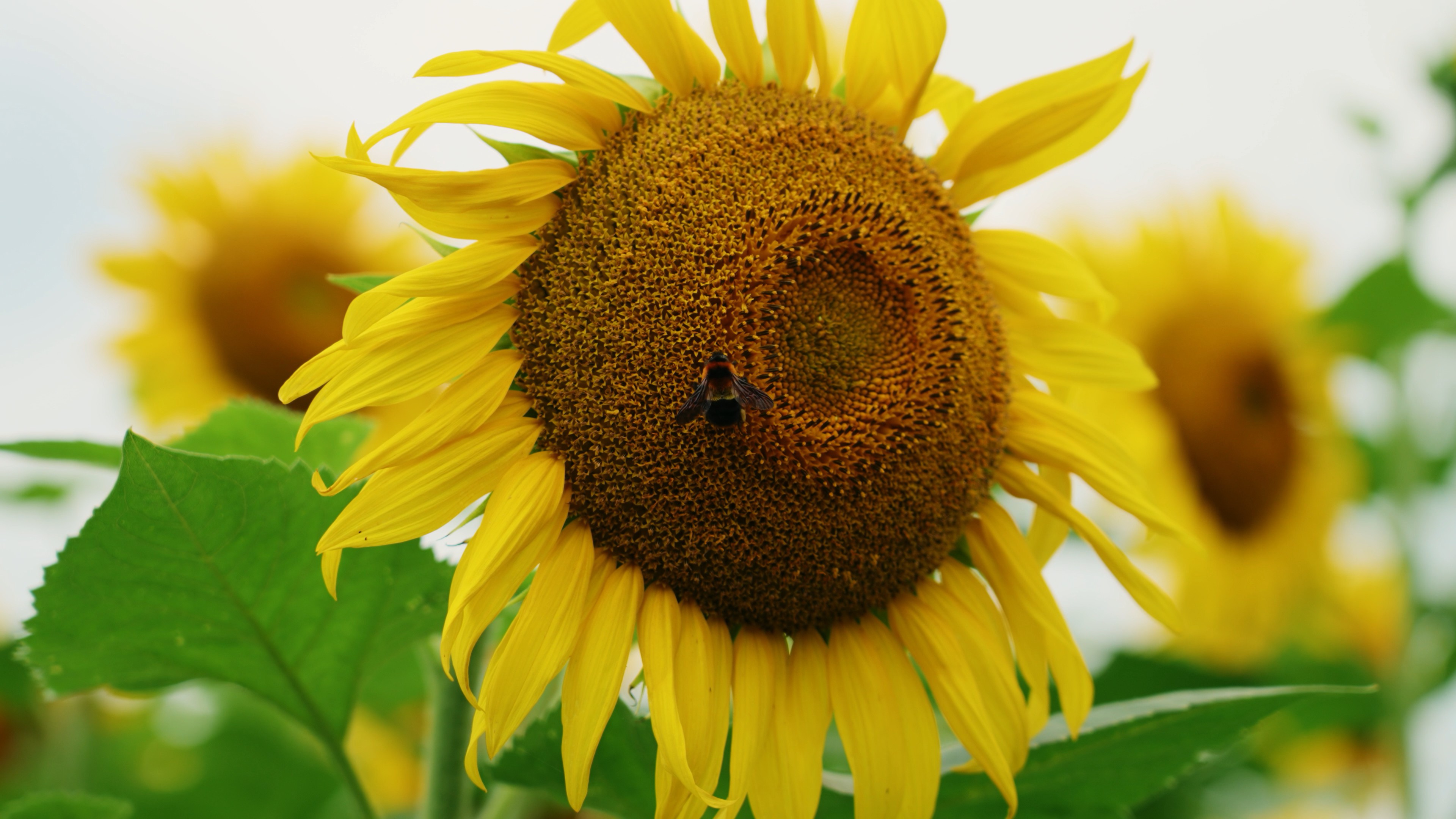 4k罕见大蜜蜂在向日葵花朵上采蜜昆虫实拍视频的预览图