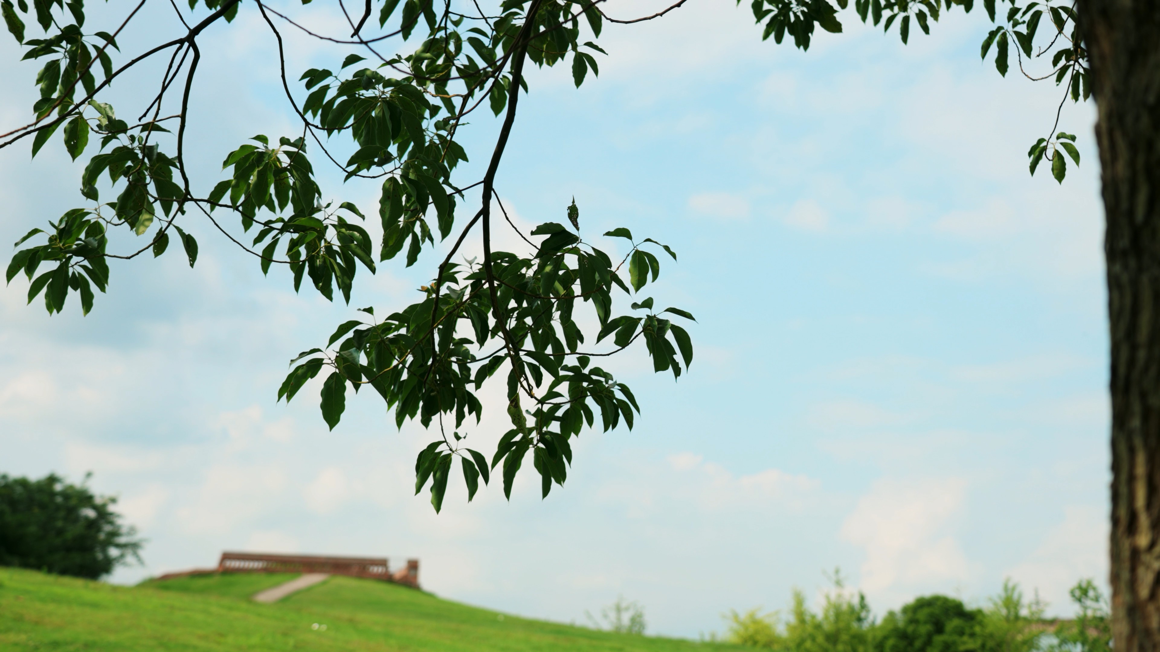 4k清新蓝天白云下树木树叶唯美夏日风景空镜视频的预览图