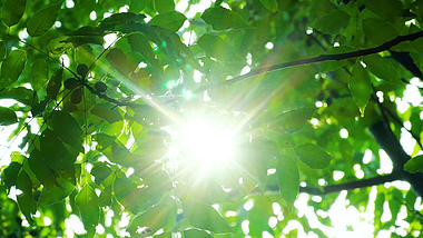 4K唯美逆光炎炎夏日日光刺眼的阳光太阳光夏季夏天风景自然风景视频的预览图