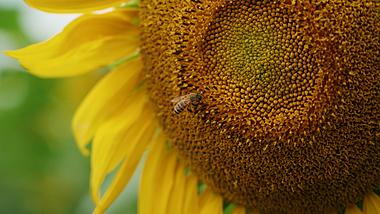 4k小蜜蜂在向日葵花朵上采蜜昆虫自然风景实拍视频的预览图