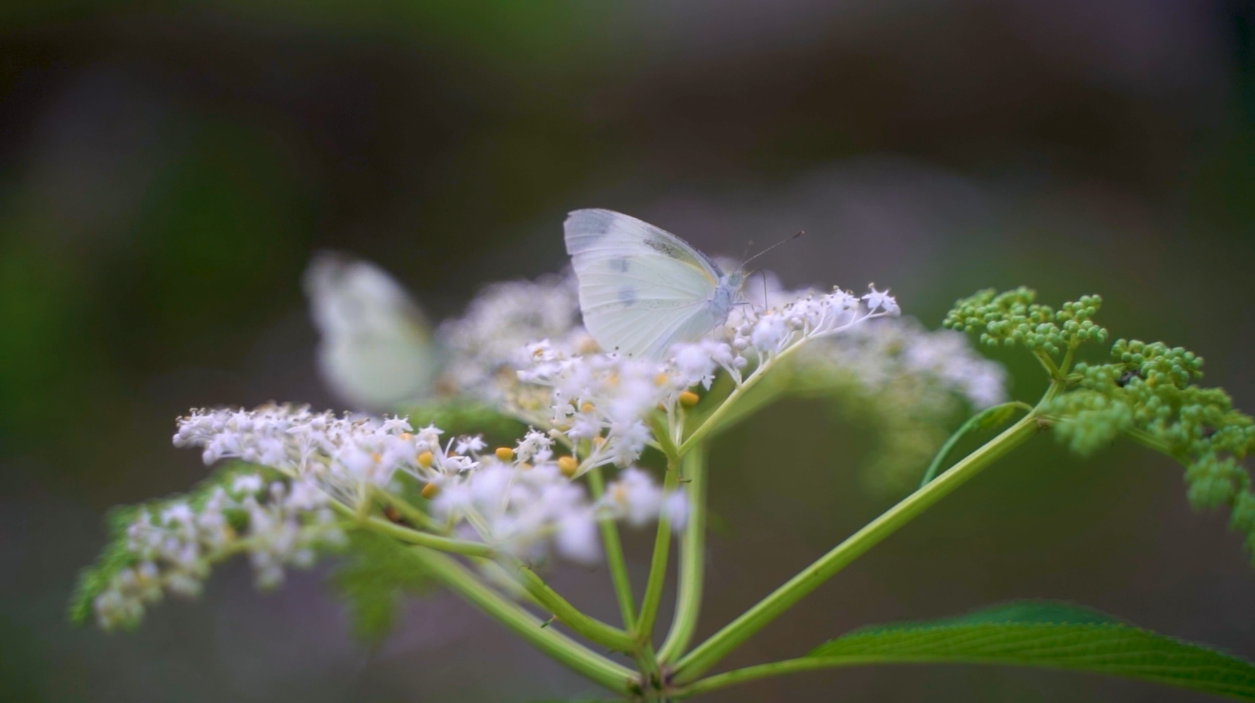 1080P升格拍摄蝴蝶在花丛中飞舞自然风景视频的预览图