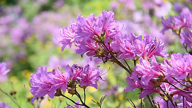1080P粉色的映山红花夏季夏日夏天风景自然风景花朵花儿视频的预览图