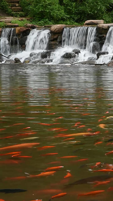 1080P竖屏流水瀑布和湖面锦鲤游动竖版风景视频的预览图