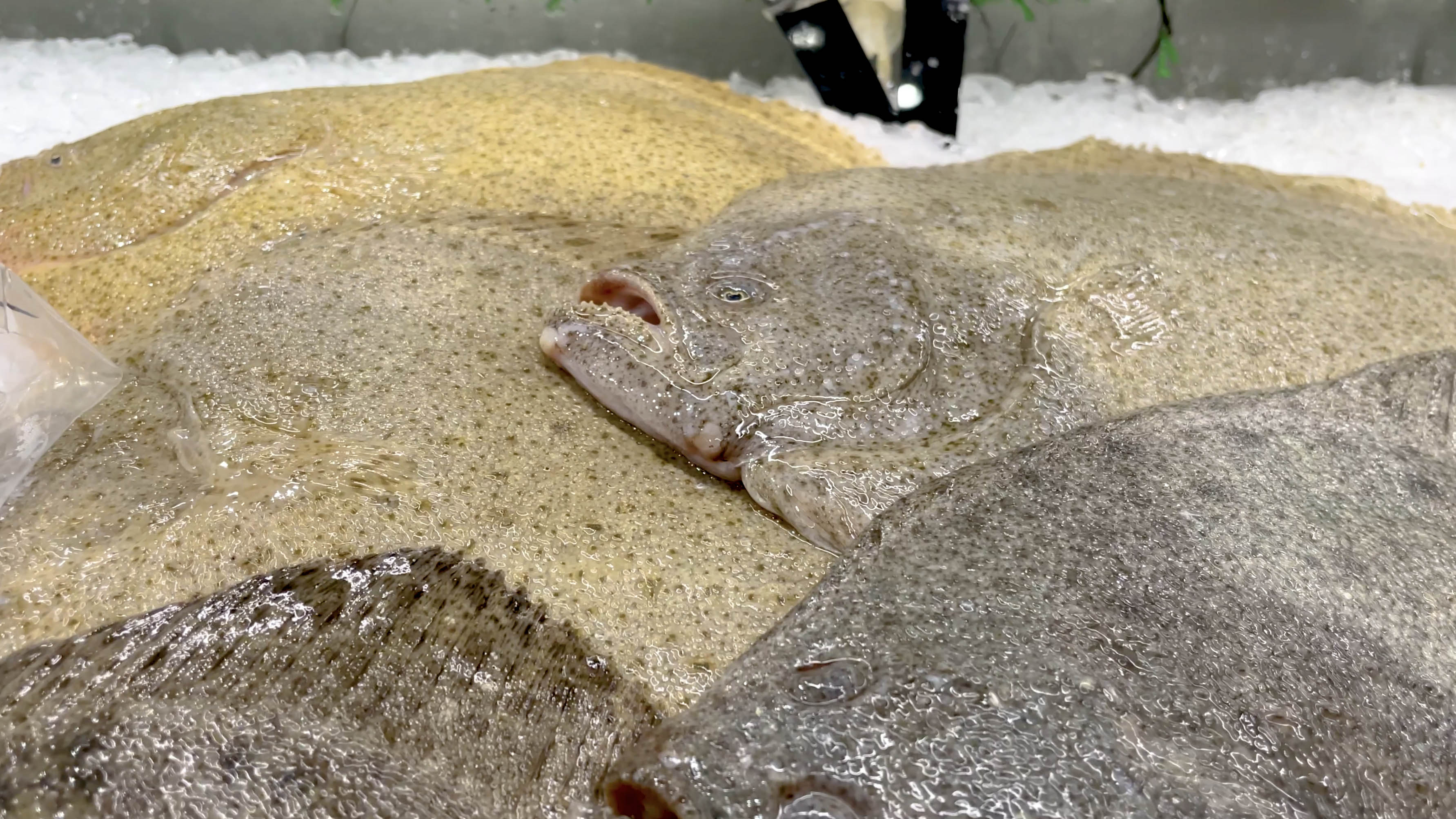 4k海鲜冰鲜多宝鱼实拍海鱼视频的预览图