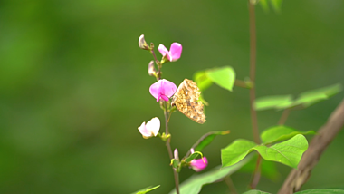 4k实拍唯美夏天绿色植物上停留的蝴蝶特写视频的预览图