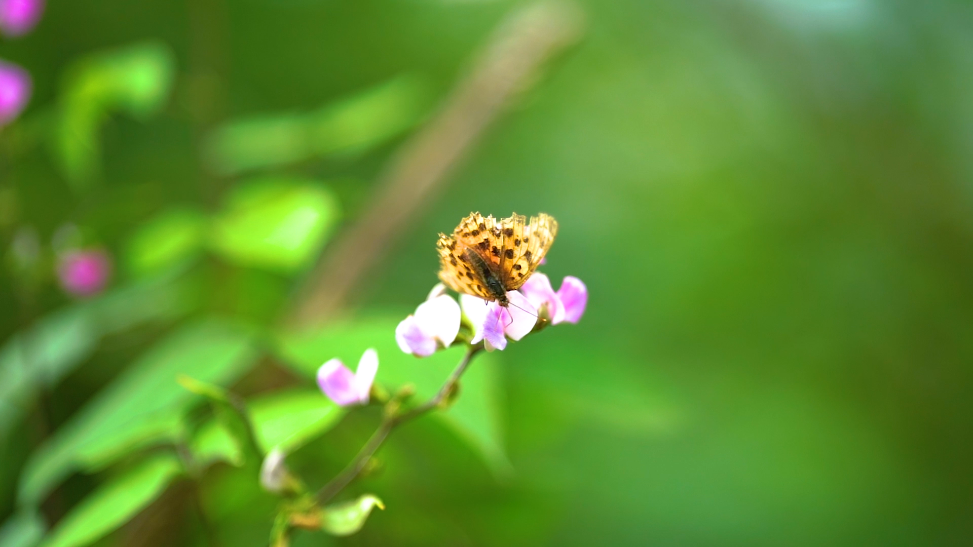 4k实拍夏日唯美花朵上的蝴蝶自然美景空镜视频的预览图