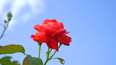 4k实拍夏天自然风光阳光下的红色玫瑰花风景空镜视频的预览图