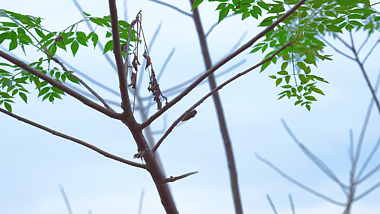 4k实拍唯美夏天树上的知了蝉风景空镜视频的预览图