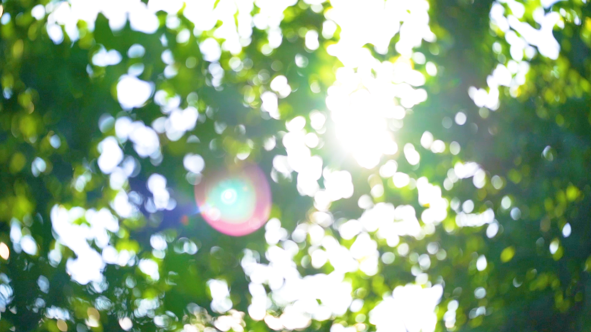 4k实拍夏天唯美植物树叶光斑虚化意境空镜视频的预览图