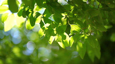 4k实拍唯美夏日夏天意境微风中的树叶光影自然风景视频的预览图