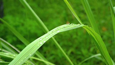 4k实拍夏天自然风光绿草上的露珠意境空镜视频的预览图