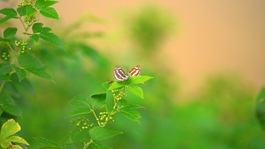 4k实拍夏日夏天风景绿色植物上的蝴蝶空镜视频的预览图