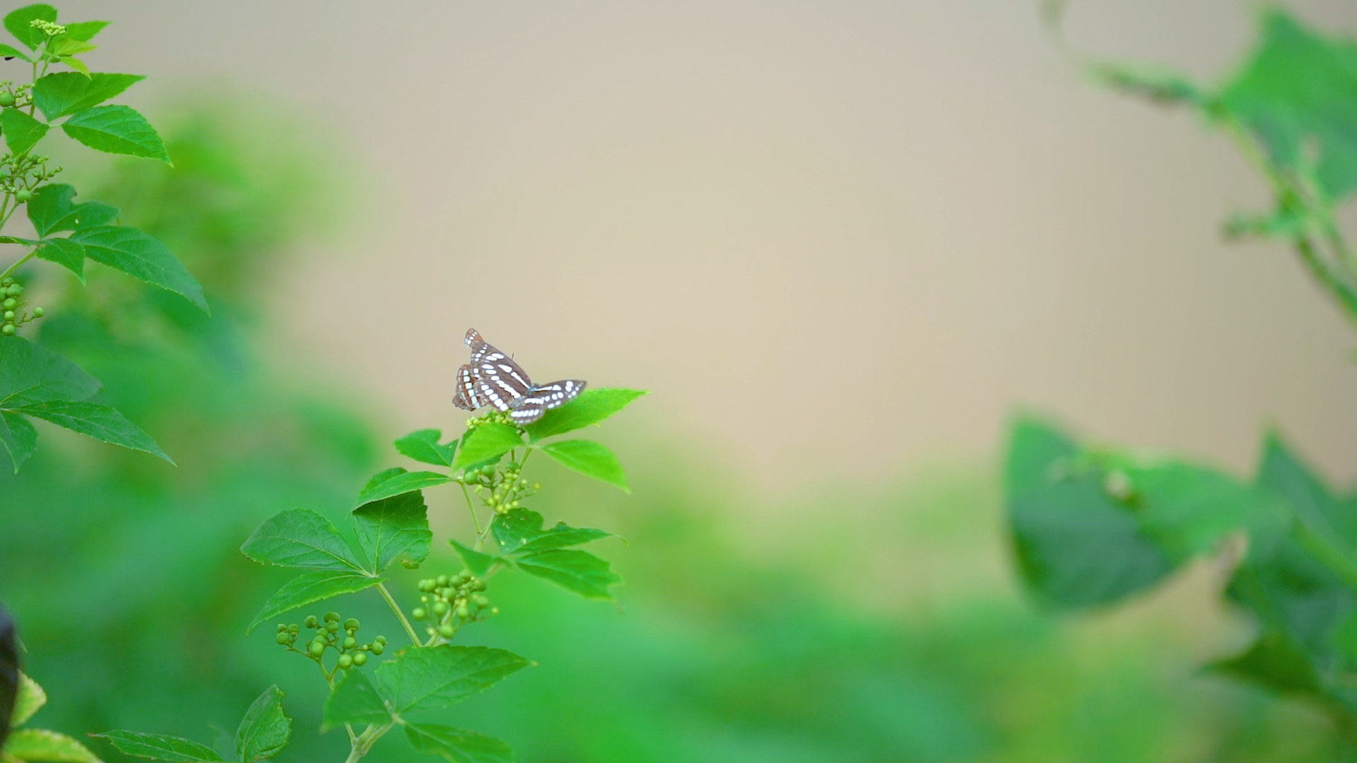 4k实拍唯美大自然风景植物上的蝴蝶视频的预览图