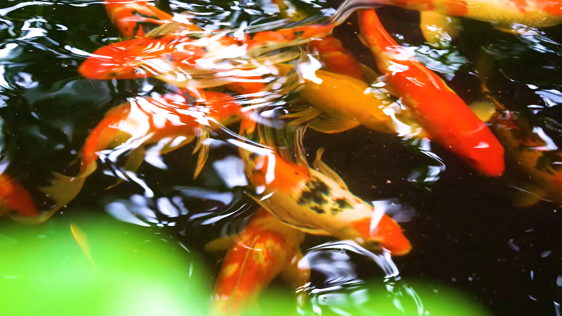 4k实拍夏日风光池塘里的鲤鱼观赏鱼视频的预览图