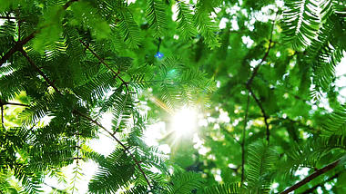 4K夏季炎炎烈日日光太阳光逆光空境意境夏日夏天风景自然风景视频的预览图