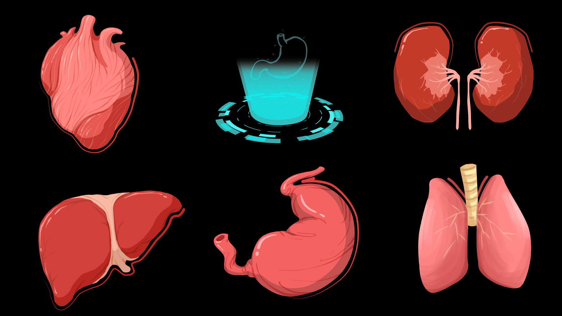 医疗人体器官心脏立体肝脏肺肾脏胃mov带通道视频元素视频的预览图