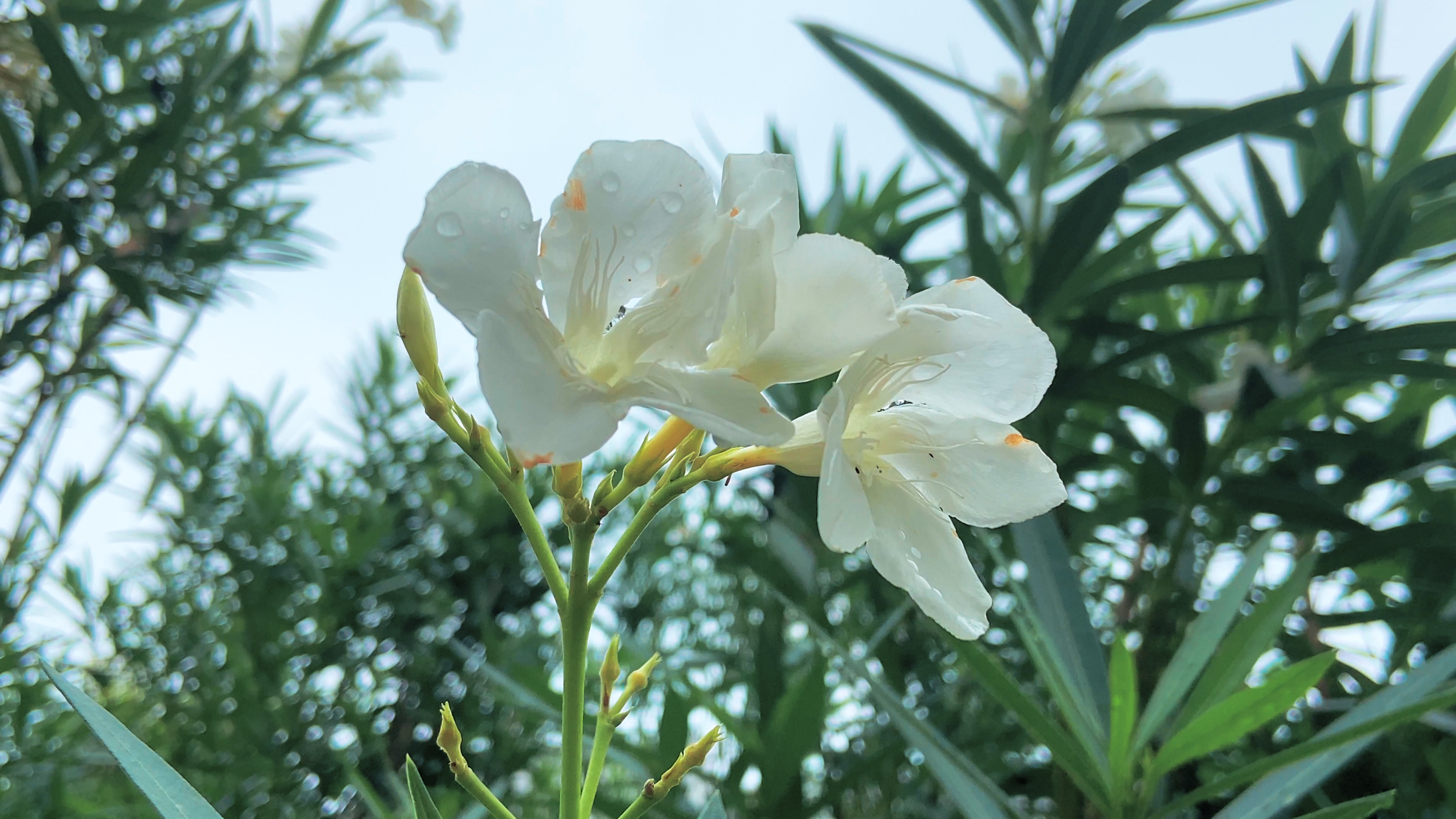 4K实拍夏季植物风景夹竹桃花朵视频的预览图
