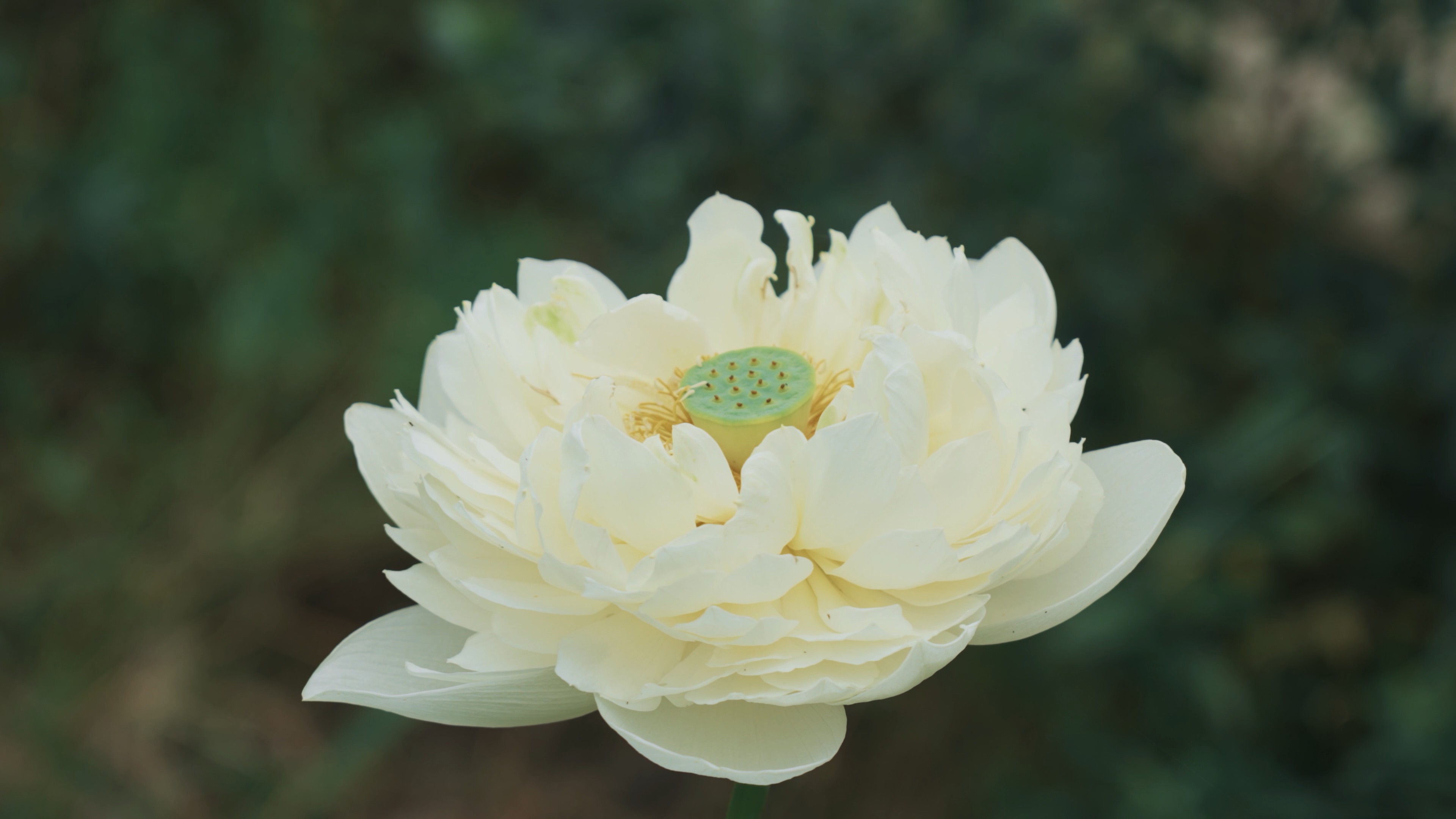 4k夏天盛开的白色荷花花朵夏季植物空镜实拍视频的预览图