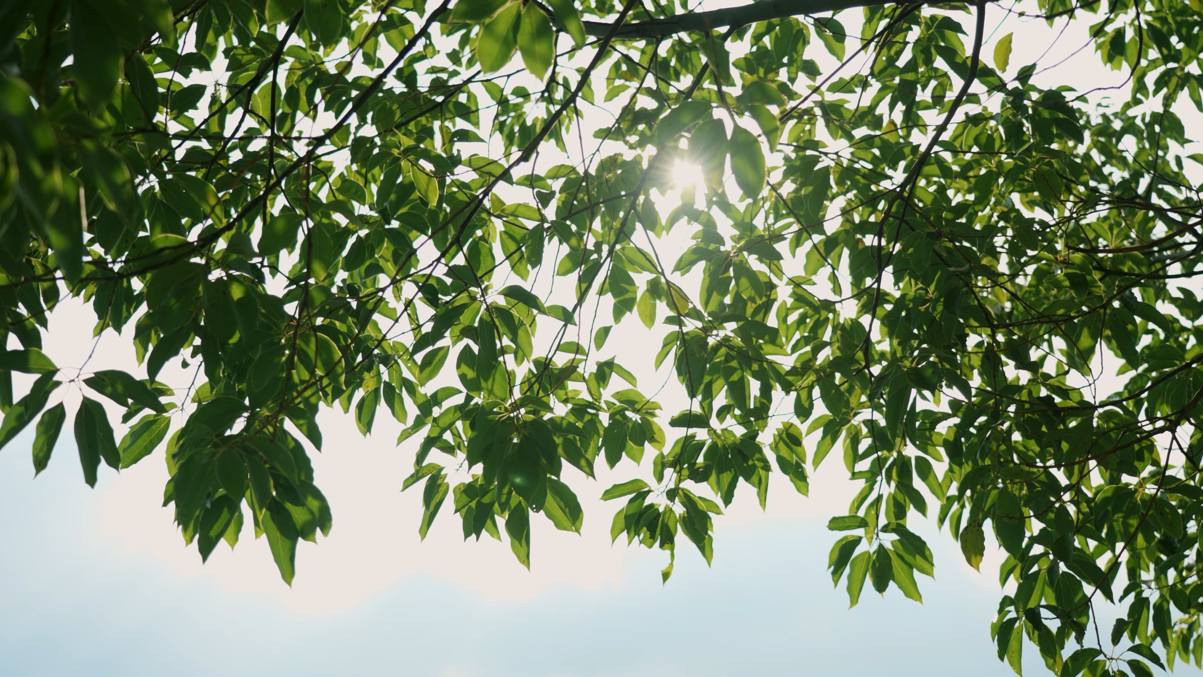 4k阳光穿过树叶光影效果唯美夏日风景空镜视频的预览图