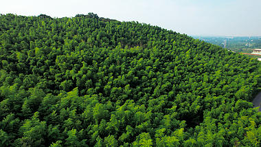 4K航拍竹海森林树林绿树自然风景视频的预览图